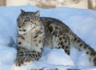 Number of 54 snow leopards recorded in mountainous regions of Himachal Pradesh
