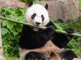 Panda bears can eat up to 21 kg of bamboo in a day