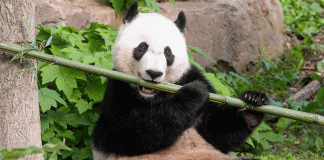 Panda bears can eat up to 21 kg of bamboo in a day