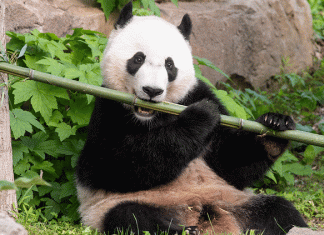 Panda bears can eat up to 21 kg of bamboo in a day