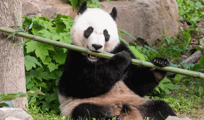 Panda bears can eat up to 21 kg of bamboo in a day