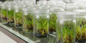 Plant Tissue Culture