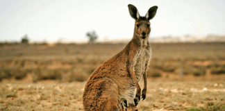 21 species of kangaroos are in Australia only