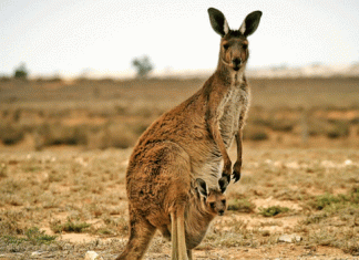 21 species of kangaroos are in Australia only