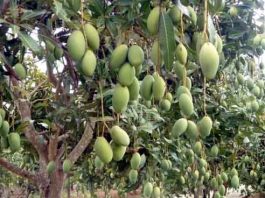 23 varieties of mangoes