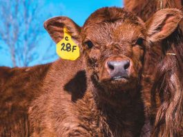 Mangla Pashu Bima Yojana