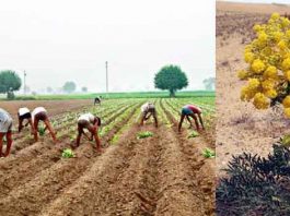 Asafoetida Cultivation