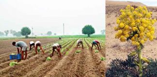 Asafoetida Cultivation