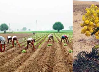 Asafoetida Cultivation