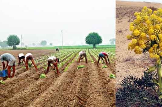 Asafoetida Cultivation