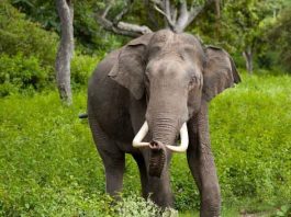 Elephant spends 16 hours a day eating food