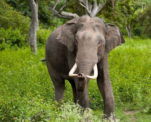 Elephant spends 16 hours a day eating food