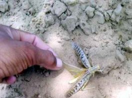 Grasshopper group