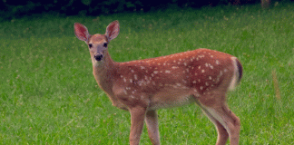 Coronavirus in Deer