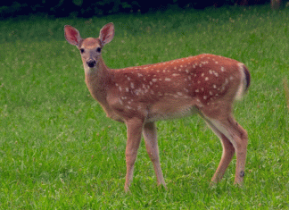 Coronavirus in Deer