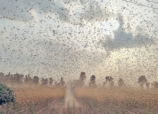 Locusts caused havoc in a dozen villages of Sirsa-Ellenabad and Raniyan block