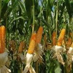 Maize
