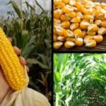 Maize Crop