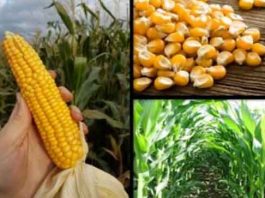 Maize Crop