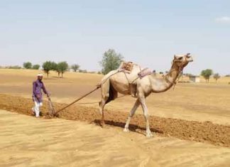 Rajasthan Farmer