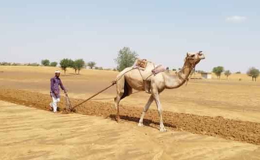 Rajasthan Farmer
