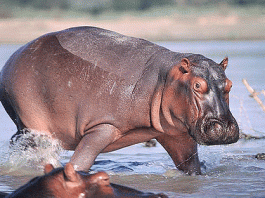 This animal grazes 68 kg of grass at one time