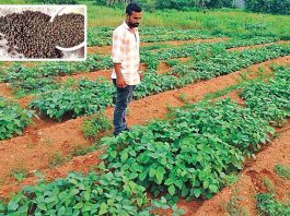 Urad Ki Kheti