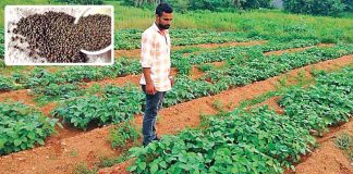 Urad Ki Kheti