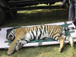 Default of central departments is the main reason for the death of tigers - Singh