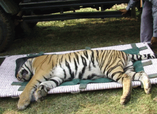 केंद्रीय विभागों की चूक बाघों की मौत का मुख्य कारण-सिंह Default of central departments is the main reason for the death of tigers - Singh