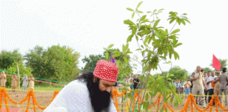 Devotees of Dera Sacha Sauda will plant trees on holy Avatar Day