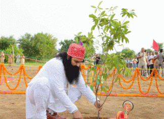 Devotees of Dera Sacha Sauda will plant trees on holy Avatar Day