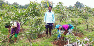 Employment in farms will increase greenery with NREGA