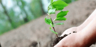 Five lakh saplings to be planted across Haryana