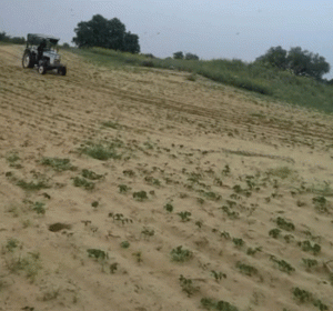 Locust party wreaking havoc on crops again
