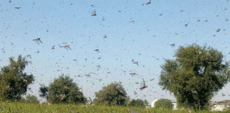 Locust party wreaking havoc on crops again