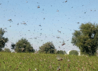Locust party wreaking havoc on crops again