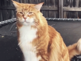 दुनिया की सबसे बड़ी बिल्ली है ‘ओमार’ Omar is the worlds biggest cat