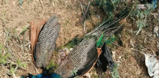 PFA lodges FIR for hunting 119 birds including peacock