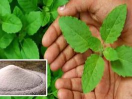 तुलसी पत्ती और नमक जीभ के छाले ठीक करने में सहायक