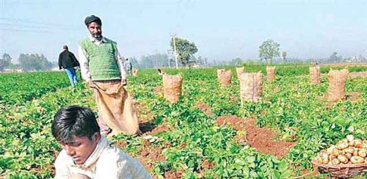 Aloo ki Kheti