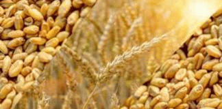 Increase in support price of wheat is insufficient