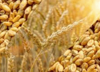 Increase in support price of wheat is insufficient