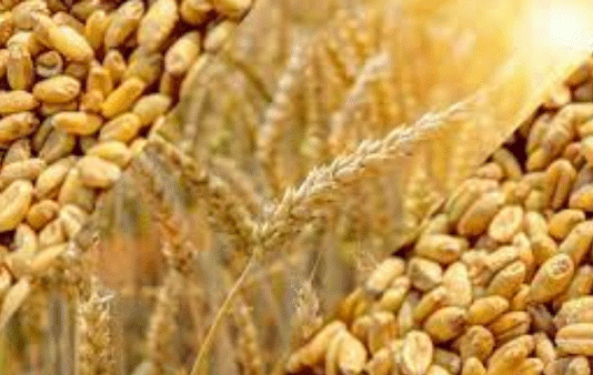 Increase in support price of wheat is insufficient