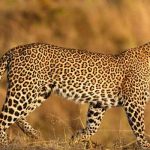 Leopard News