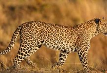 Leopard News