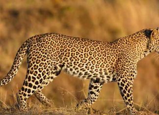 Leopard News