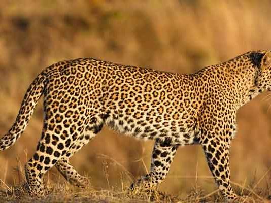 Fatehabad: तेंदुआ आने की अफवाह से डरे लोग Leopard News