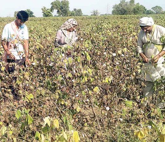 Natural disaster on narma