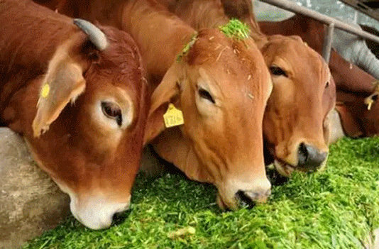 Set up special camp for animal farmer credit card